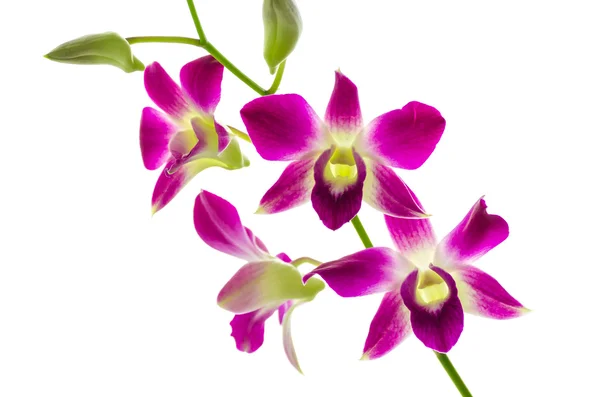 Kwiat orchind — Zdjęcie stockowe