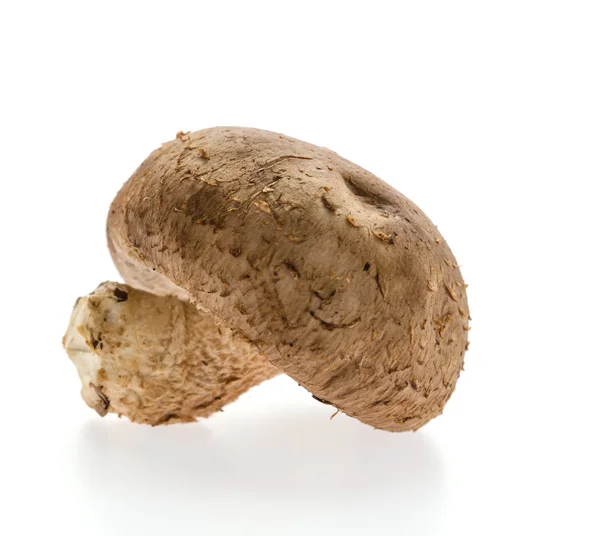 Brown mushroom — Stock Photo, Image