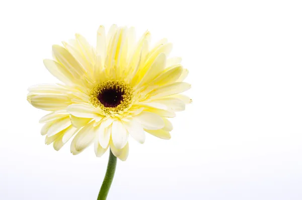 Gerbera blomma — Stockfoto