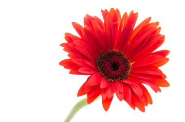 Gerbera