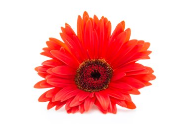 Gerbera