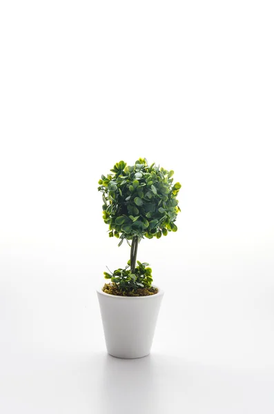 Pot plant — Stock Photo, Image