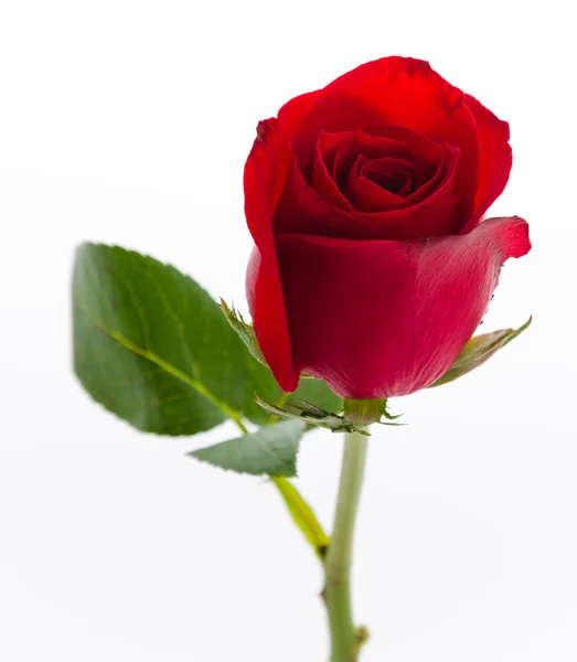 Rote Rose — Stockfoto