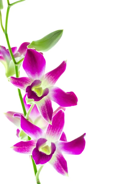 Orchind květ — Stock fotografie