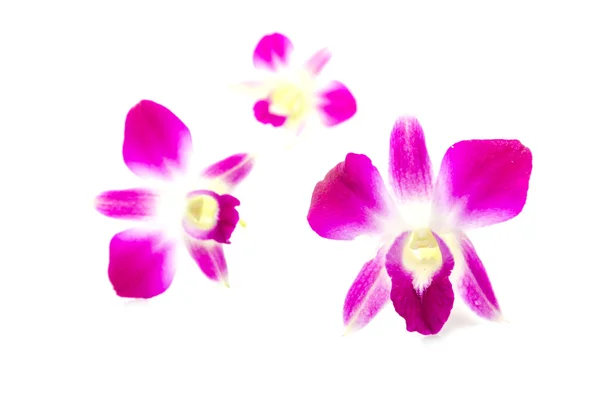 Orchidée pourpre fleur — Photo