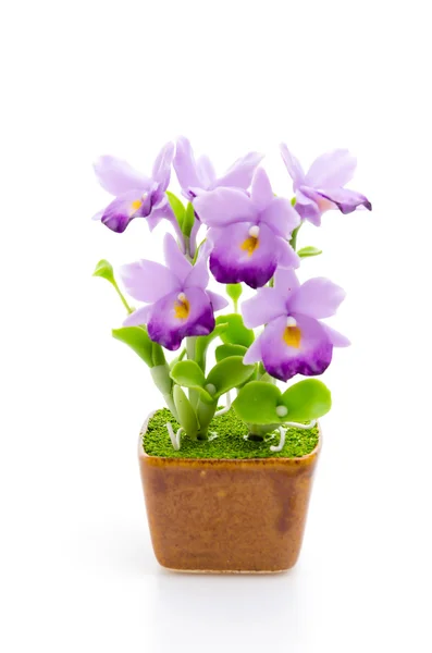 Cattleya çiçek — Stok fotoğraf