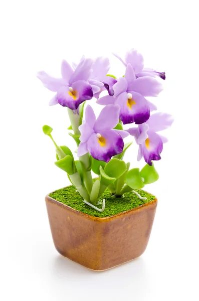 Cattleya-Blume — Stockfoto
