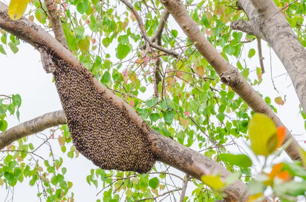 Panal de abeja en el árbol — Foto de Stock