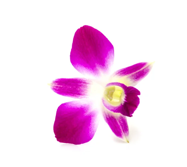 紫兰花 — 图库照片