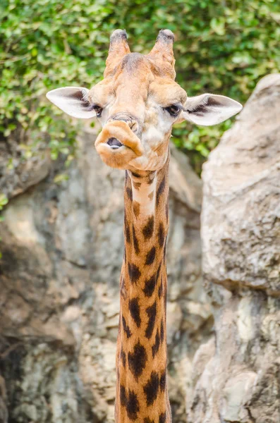 African giraffe — Stock Photo, Image