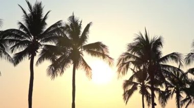 Gökyüzü arka planındaki güzel palmiye ağaçlarının yakın plan görüntüleri