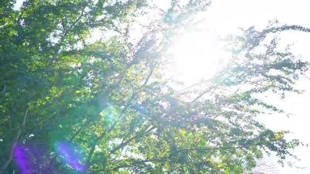 Красиві Тропічні Зелені Дерева Листя Лісі Сонячним Світлом — стокове відео