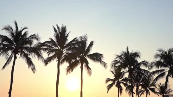 Silhouettes Palm Trees Beach Sea Beautiful Luxury Swimming Pool Sunset — Stock Video