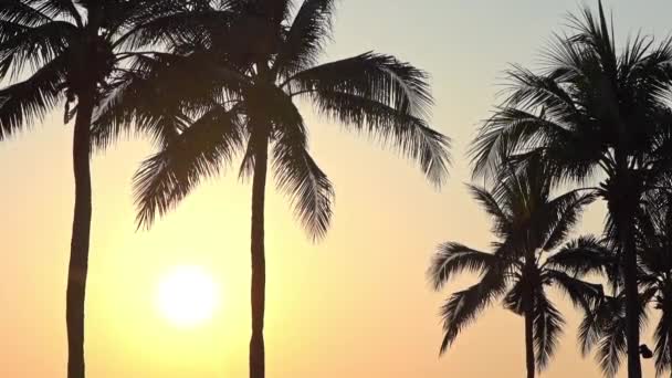 日落或日出时分 美丽的热带棕榈树环绕着海滩海 — 图库视频影像