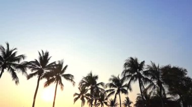 Gün batımında ya da gün doğumunda sahil denizi çevresinde güzel tropikal palmiye ağaçları