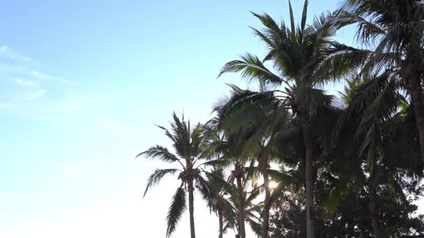 Prachtige Tropische Palmbomen Rond Strand Zee Oceaan Bij Zonsondergang Zonsopgang — Stockvideo