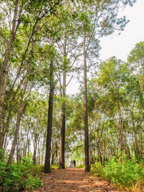 Unacquainted Tourist waiting on Nature trail  at Phu Kradueng mountain national park in Loei City Thailand.Phu Kradueng mountain national park the famous Travel destination