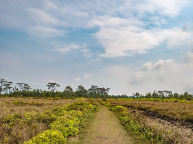 Nature trail  at Phu Kradueng mountain national park in Loei City Thailand.Phu Kradueng mountain national park the famous Travel destination