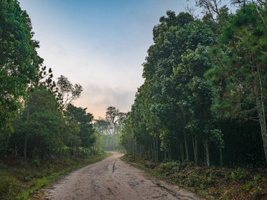 Doğa yolu, sabah Tayland 'ın Loei şehrindeki Phu Kradueng Dağları ulusal parkında. Phu Kradueng Dağları ulusal parkı ünlü bir tatil beldesi.