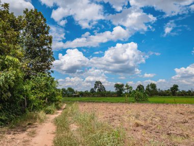 The field or rice field with beautiful blue sky in the rural of Thailand.
