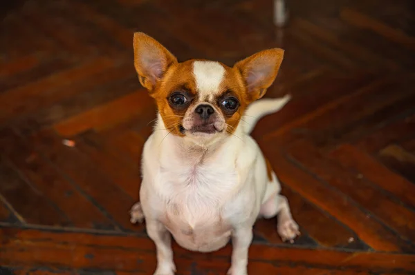 Cute chihuahua dog.The Chihuahua is the smallest breed of dog, and is named after the Mexican state of Chihuahua