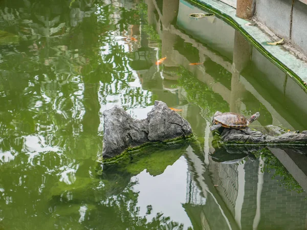 Schildkröte Teich Mit Brechung Des Baumes Und Gebäude Auf Dem — Stockfoto