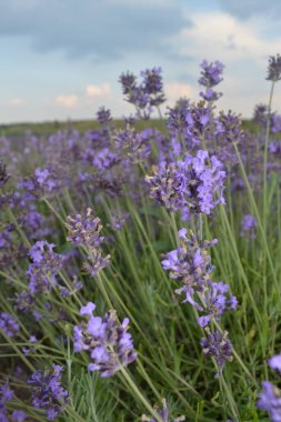 Ukrayna 'da gündüz vakti lavanta tarlası