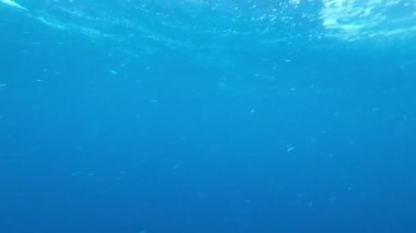 Mavi temiz deniz suyuyla sualtı videosu, yüzeyin altından çekilen suyun yüzeyi,