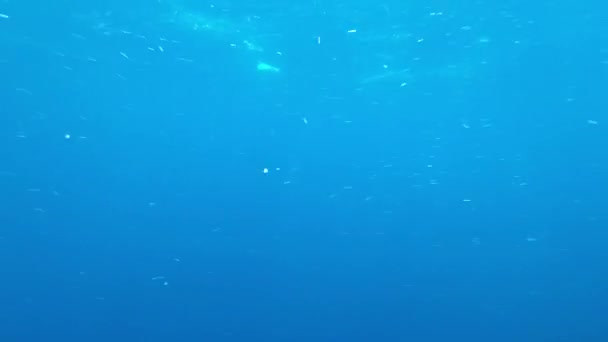 Vidéo Sous Marine Avec Eau Mer Bleue Propre Surface Eau — Video