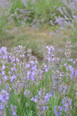 Öğleden sonra lavanta çiçekleri, mor çiçekler ve taze yeşil