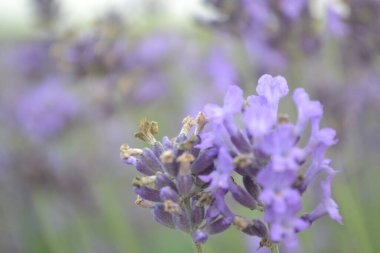 Öğleden sonra lavanta çiçekleri, mor çiçekler ve taze yeşil