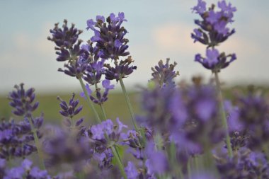 Öğleden sonra lavanta çiçekleri, mor çiçekler ve taze yeşil