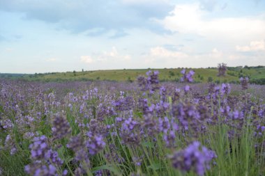Öğleden sonra lavanta çiçekleri, mor çiçekler ve taze yeşil