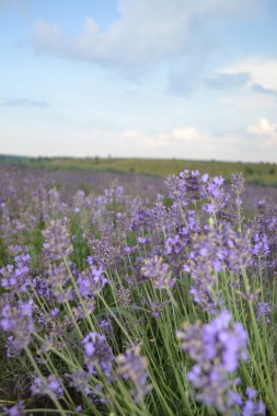 Öğleden sonra lavanta çiçekleri, mor çiçekler ve taze yeşil