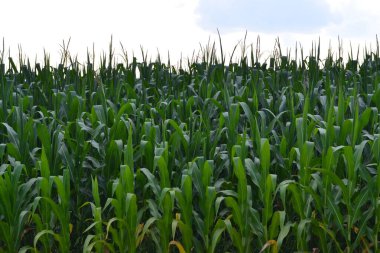 Ukrayna 'da açık yeşil mısır tarlası