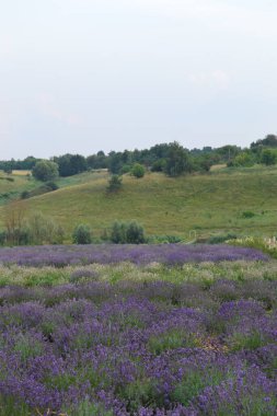 Öğleden sonra lavanta çiçekleri, mor çiçekler ve taze yeşil