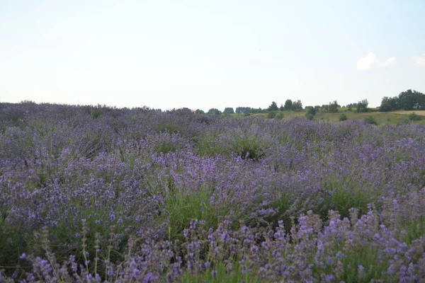 Campo Floração Lavanda Tarde Flores Roxas Vegetação Jovem Brilhante — Fotografia de Stock