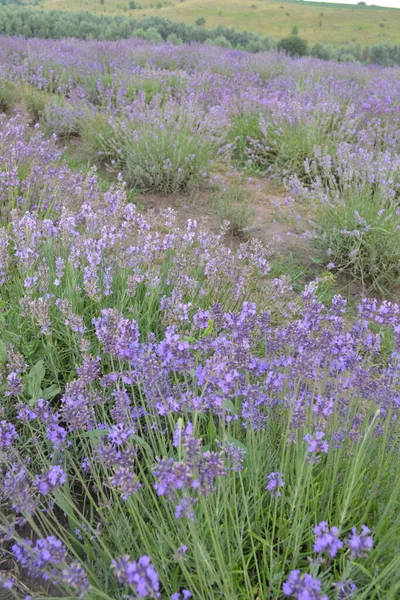 Campo Floração Lavanda Tarde Flores Roxas Vegetação Jovem Brilhante — Fotografia de Stock