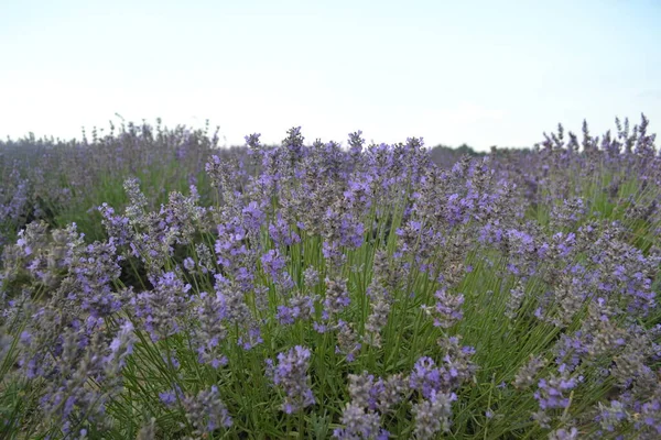 Campo Floração Lavanda Tarde Flores Roxas Vegetação Jovem Brilhante — Fotografia de Stock