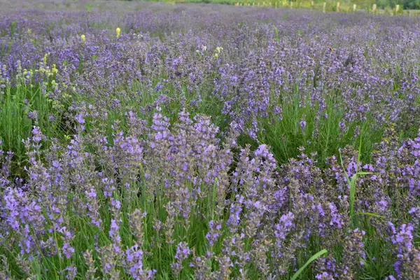 Campo Floração Lavanda Tarde Flores Roxas Vegetação Jovem Brilhante — Fotografia de Stock