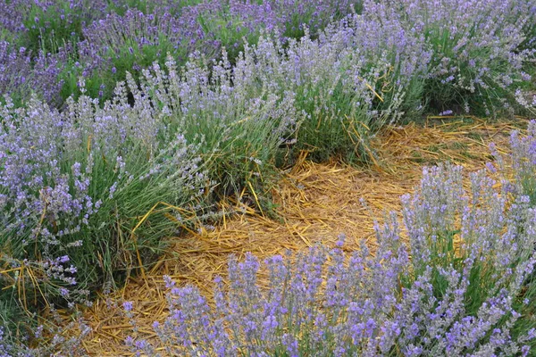 Campo Floração Lavanda Tarde Flores Roxas Vegetação Jovem Brilhante — Fotografia de Stock