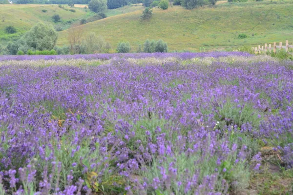 Champ Fleuri Lavande Dans Après Midi Fleurs Violettes Jeune Vert — Photo