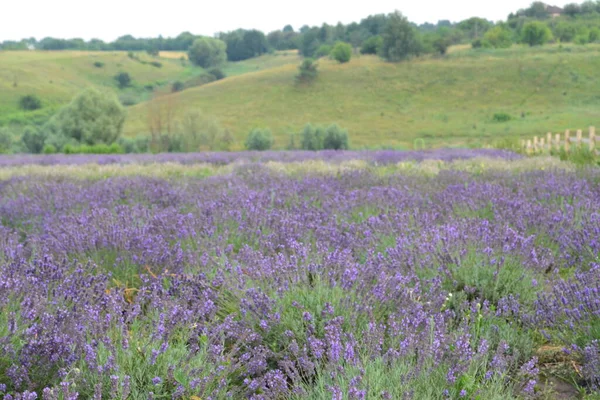 Campo Floração Lavanda Tarde Flores Roxas Vegetação Jovem Brilhante — Fotografia de Stock