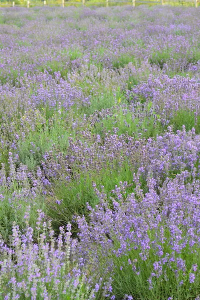 Campo Floração Lavanda Tarde Flores Roxas Vegetação Jovem Brilhante — Fotografia de Stock