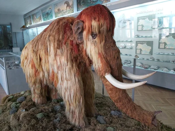 ARALIK 2021, KYIV, UKraine - Kyiv 'deki Doğal Tarih Müzesi' nde kendi boyutlarında bir bebek mamut modeli.