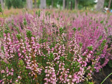 Pembe çiçekli verbena parkta çalı yetiştirir.