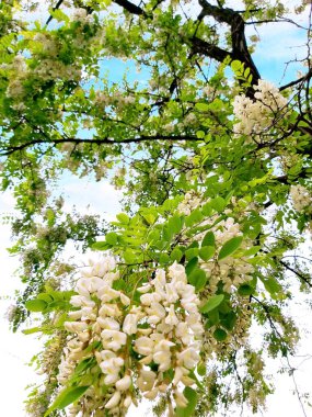 Beyaz çiçek açan akasya, bereketli bir ağaç tacında