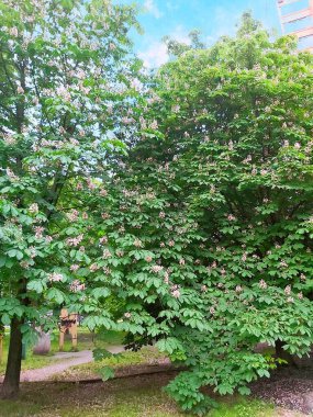 Çiçek açan beyaz kestaneler yemyeşil bir ağaç tacında