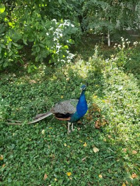 Güzel bir tavus kuşu çimlerin üzerinde yürüyor.