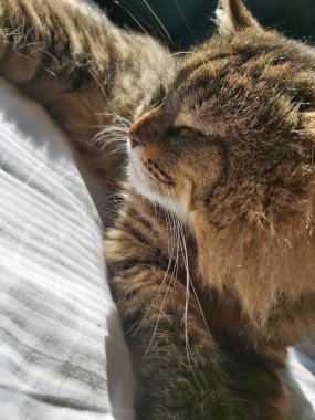 Doğu Avrupa cinsinden büyük gri bir kedi güneşin tadını çıkartıyor.